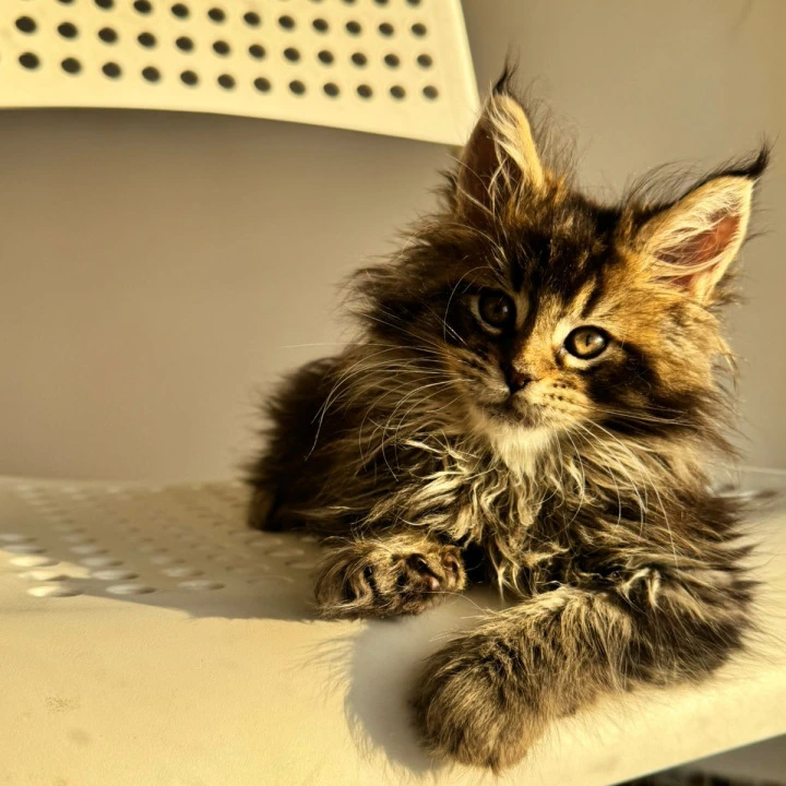 Tiger Maine Coon Kittens | Kittens for sale.
