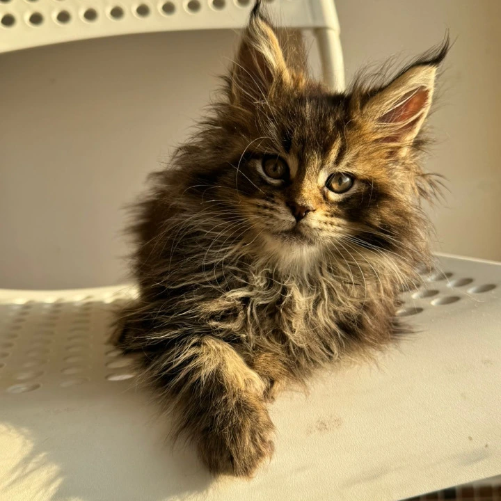 Tiger Maine Coon Kittens | Kittens for sale. 