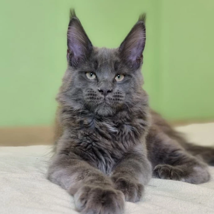 Usman Maine Coon Kittens | Buy a kitten.