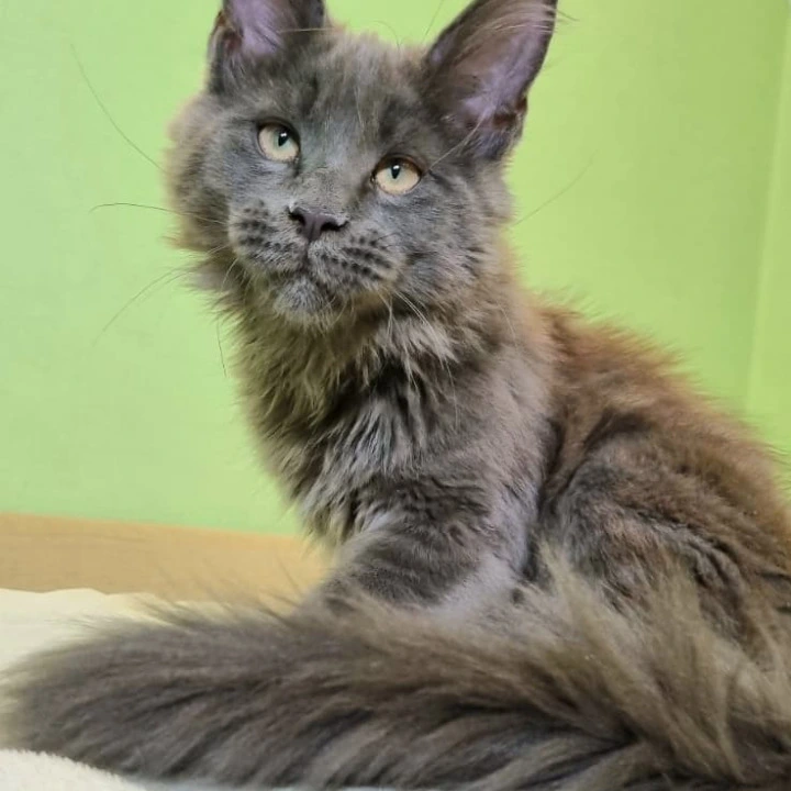 Usman Maine Coon Kittens | Buy a kitten.