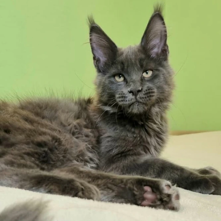 Usman Maine Coon Kittens | Buy a kitten.