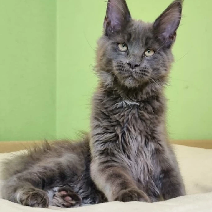 Usman Maine Coon Kittens | Buy a kitten. 