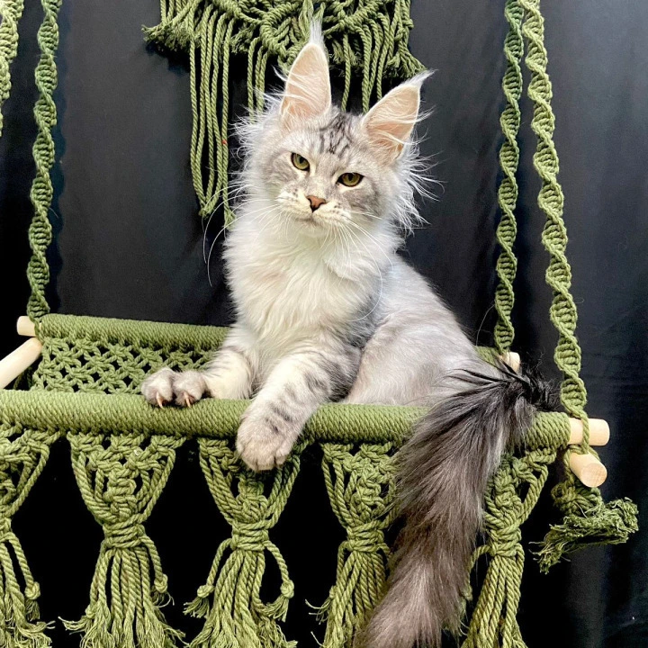 Hariton Maine Coon Kittens | Kittens for sale.