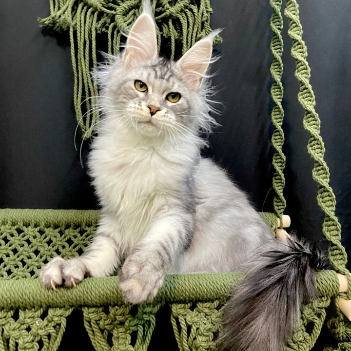 Hariton Maine Coon Kittens | Kittens for sale. 