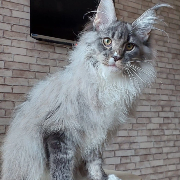 Duran Duran Maine Coon Kittens | Kittens for sale.