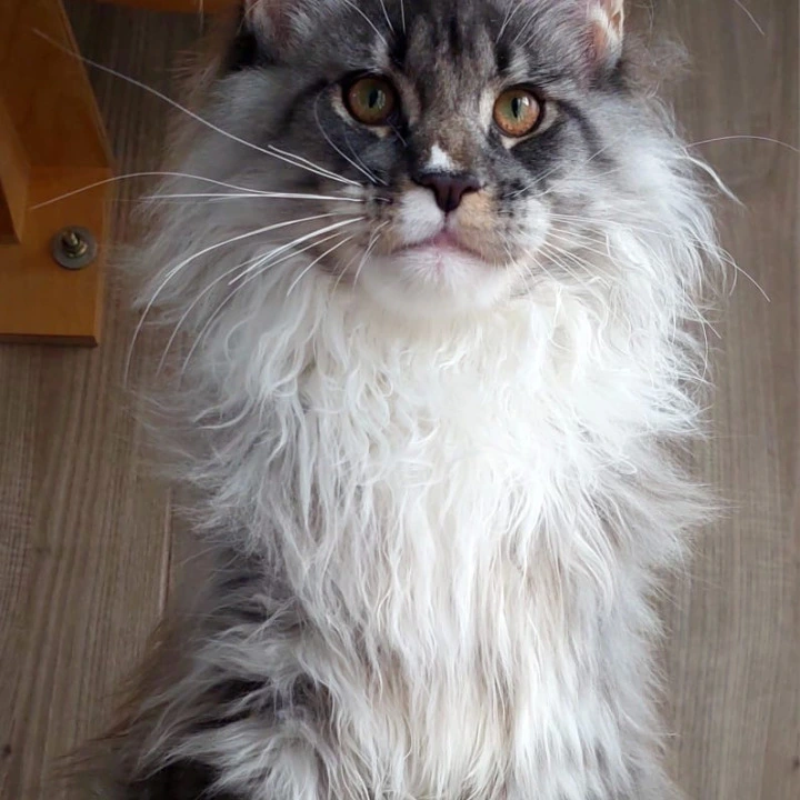 Duran Duran Maine Coon Kittens | Kittens for sale. 