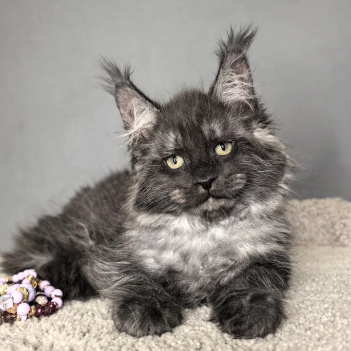 Olaf Maine Coon Kittens | Kitten for sale.