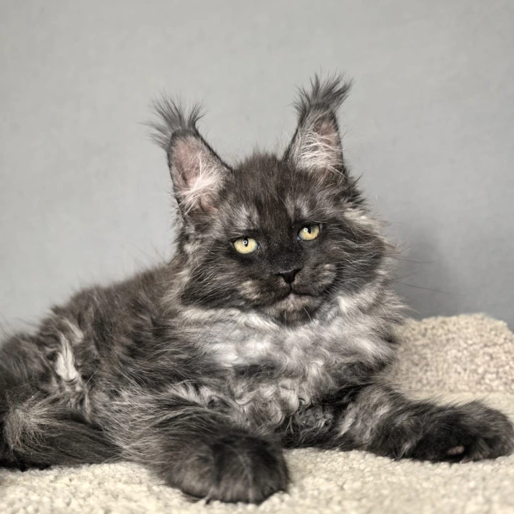 Olaf Maine Coon Kittens | Kitten for sale.