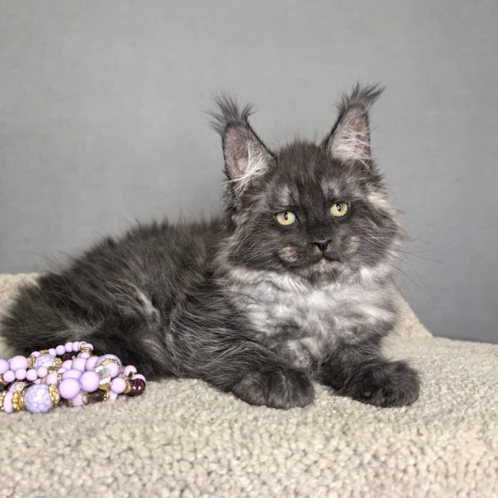 Olaf Maine Coon Kittens | Kitten for sale. 