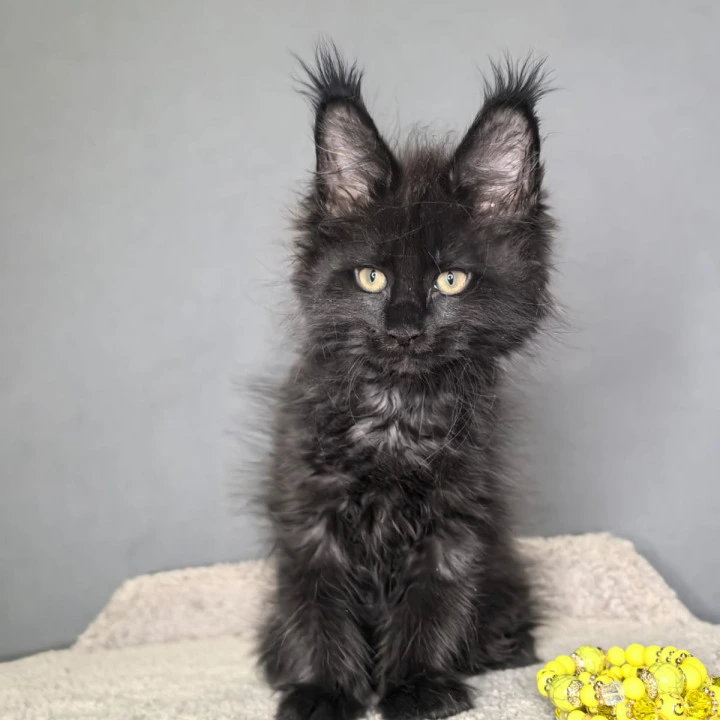 Opal Maine Coon Kittens | Kittens for sale.