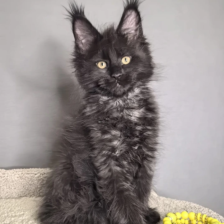 Opal Maine Coon Kittens | Kittens for sale.