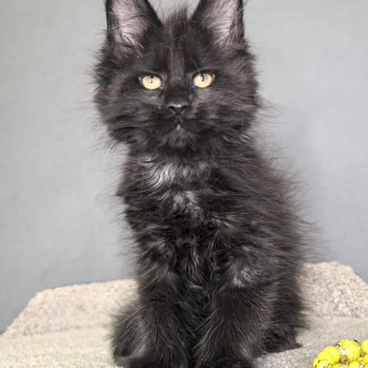 Opal Maine Coon Kittens | Kittens for sale. 
