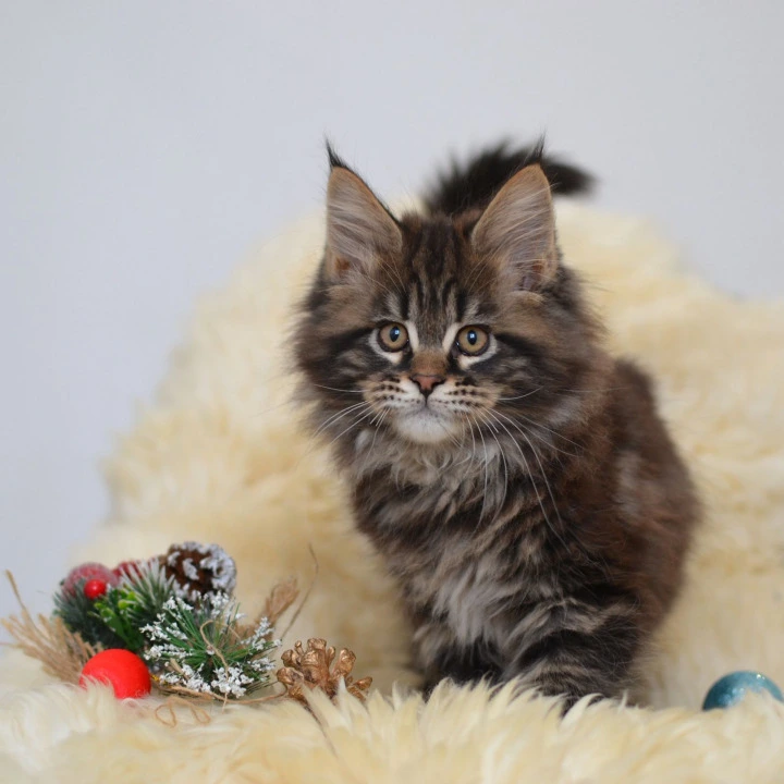 Fasolka Maine Coon Kittens | Kittens for sale.