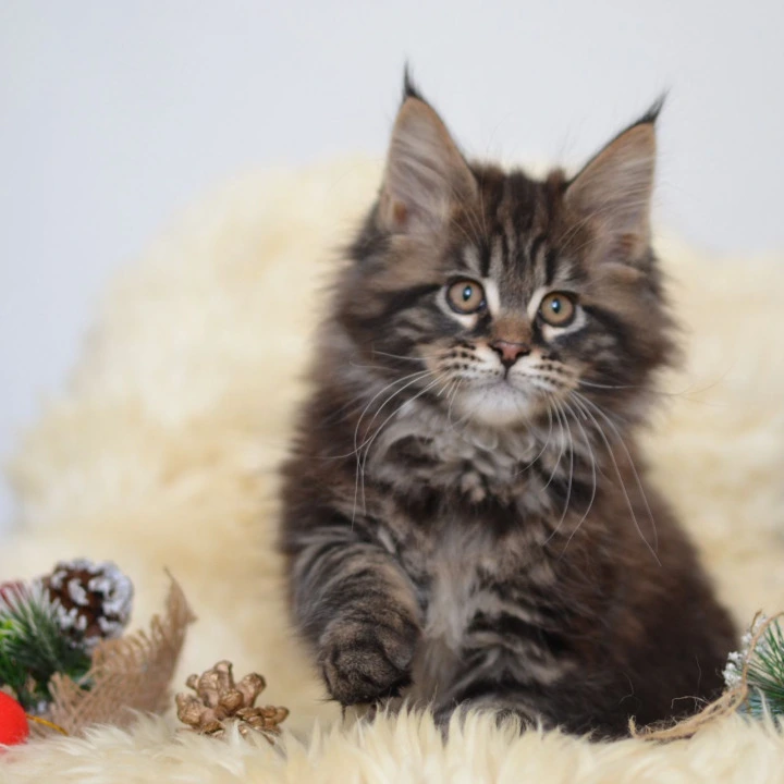 Fasolka Maine Coon Kittens | Kittens for sale. 
