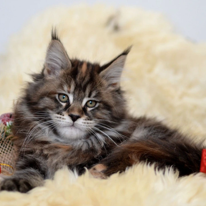Fleshka Maine Coon Kittens | Large selection of kittens.