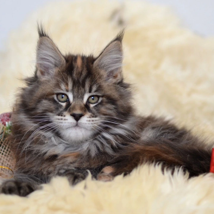 Fleshka Maine Coon Kittens | Large selection of kittens. 