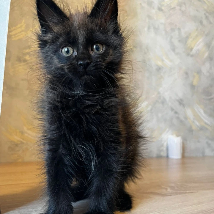 Jared Maine Coon Kittens | Buy a kitten.