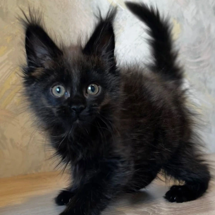 Jared Maine Coon Kittens | Buy a kitten.