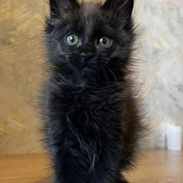 Jared Maine Coon Kittens | Buy a kitten.