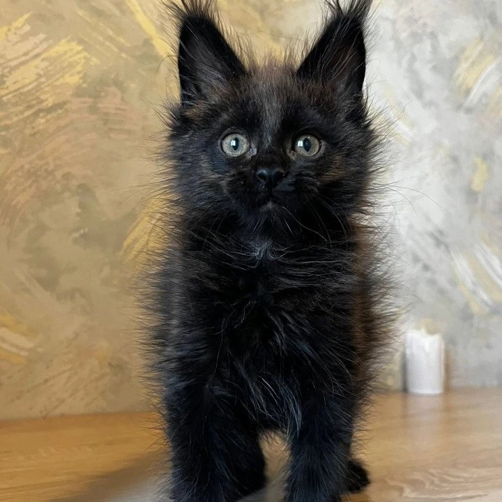 Jared Maine Coon Kittens | Buy a kitten. 