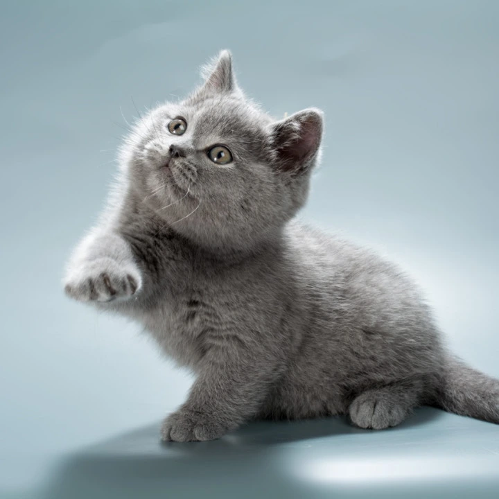 Oliver British Kittens | Large selection of kittens.