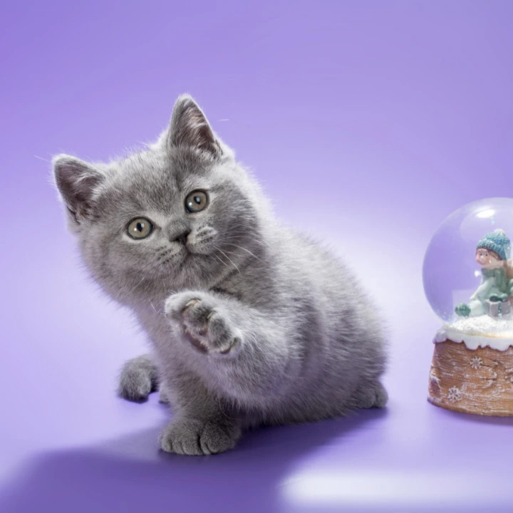 Oliver British Kittens | Large selection of kittens.