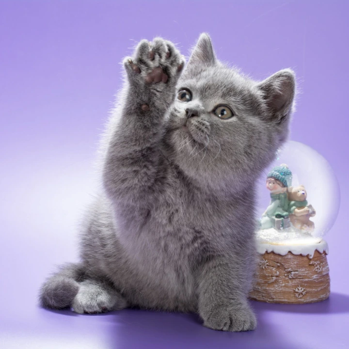 Oliver British Kittens | Large selection of kittens.