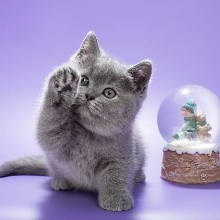 Oliver British Kittens | Large selection of kittens. 