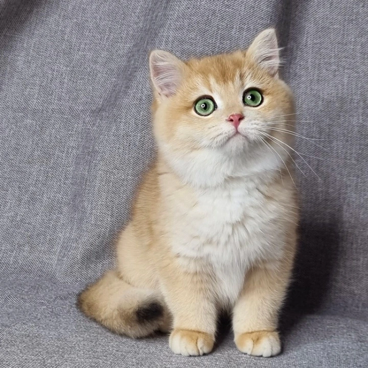Floyd British Kittens | Buy a kitten.