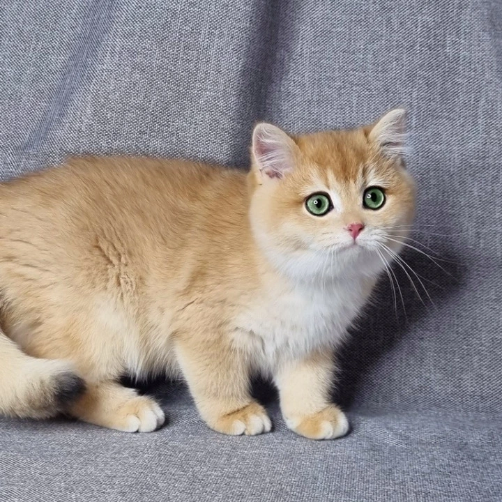 Floyd British Kittens | Buy a kitten.