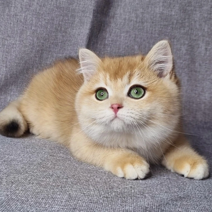 Floyd British Kittens | Buy a kitten.