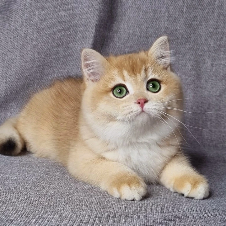 Floyd British Kittens | Buy a kitten. 