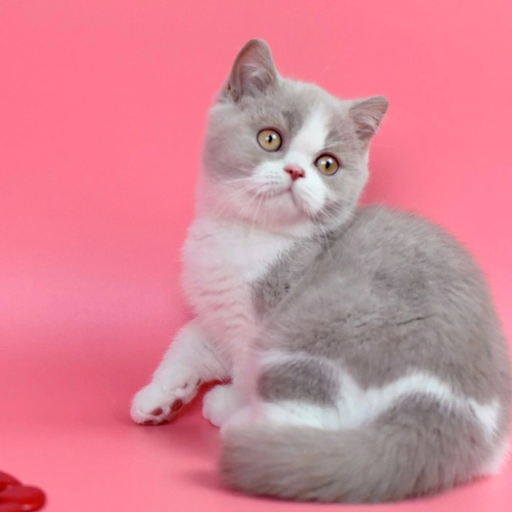 Quest British Kittens | Kitten for sale.
