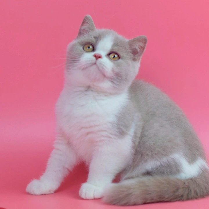 Quest British Kittens | Kitten for sale.