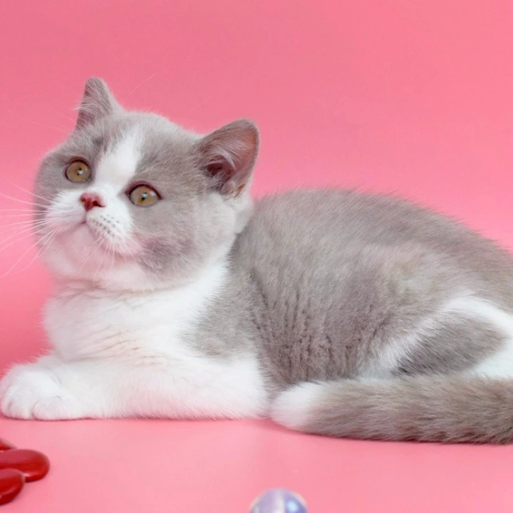 Quest British Kittens | Kitten for sale. 