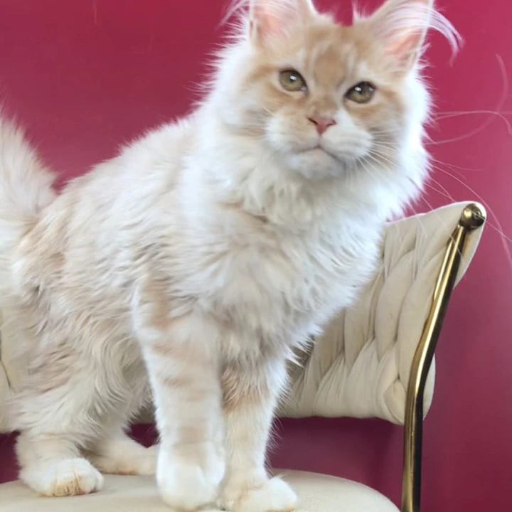 Potap Maine Coon Kittens | Kitten for sale.