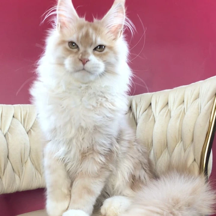 Potap Maine Coon Kittens | Kitten for sale. 