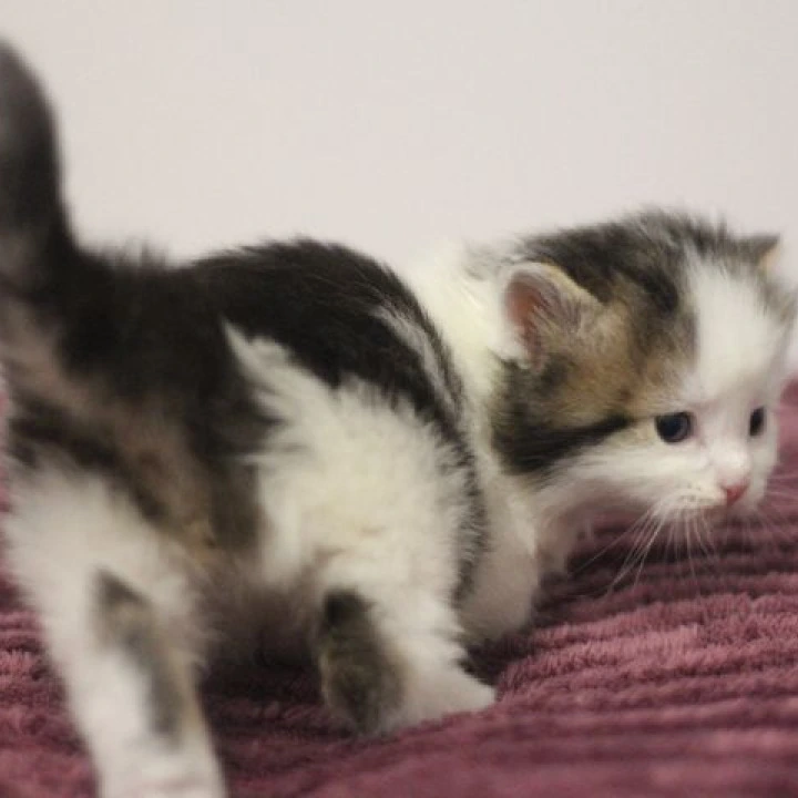 Columb Siberian Kittens | Kitten for sale. 