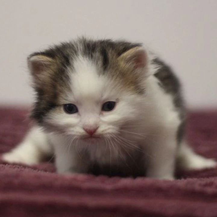 Columb Siberian Kittens | Kitten for sale. 