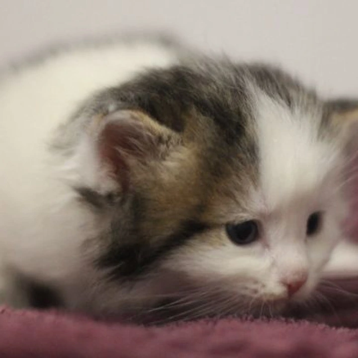 Columb Siberian Kittens | Kitten for sale. 