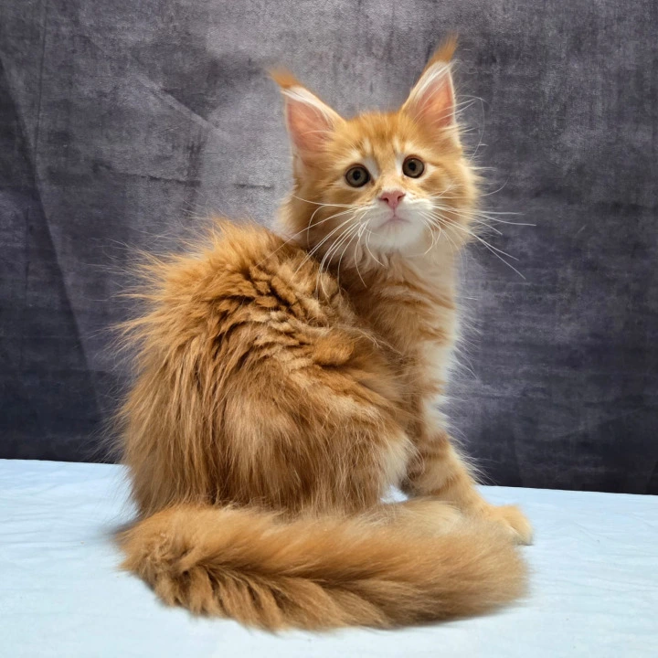 Lesotho Polydactyl Maine Coon Kittens | Large selection of kittens.