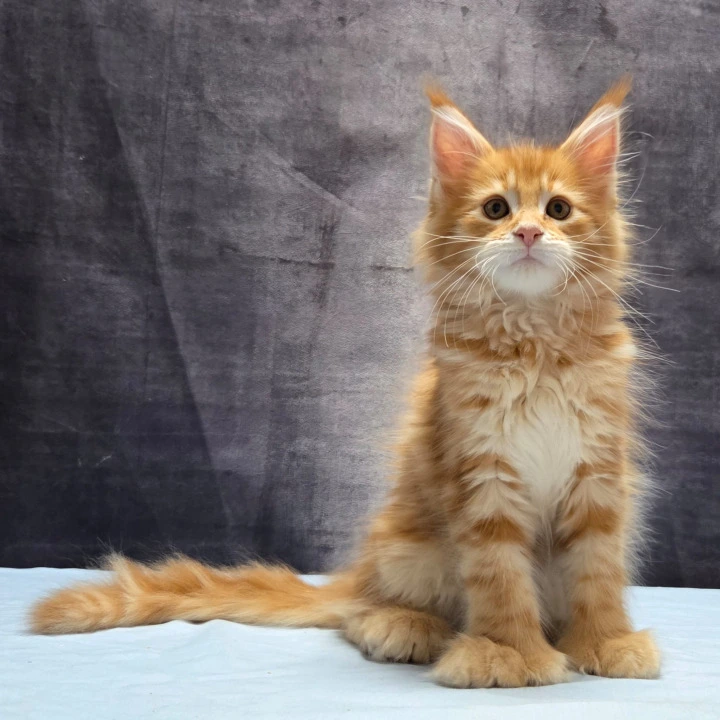 Lesotho Polydactyl Maine Coon Kittens | Large selection of kittens.