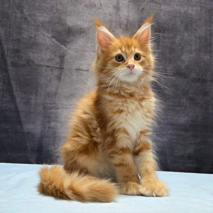 Lesotho Polydactyl Maine Coon Kittens | Large selection of kittens.