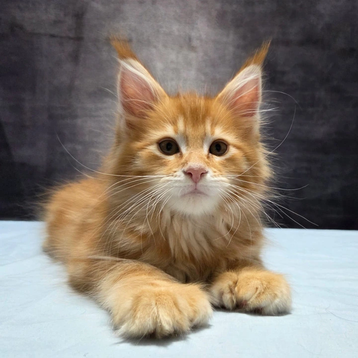 Lesotho Polydactyl Maine Coon Kittens | Large selection of kittens.