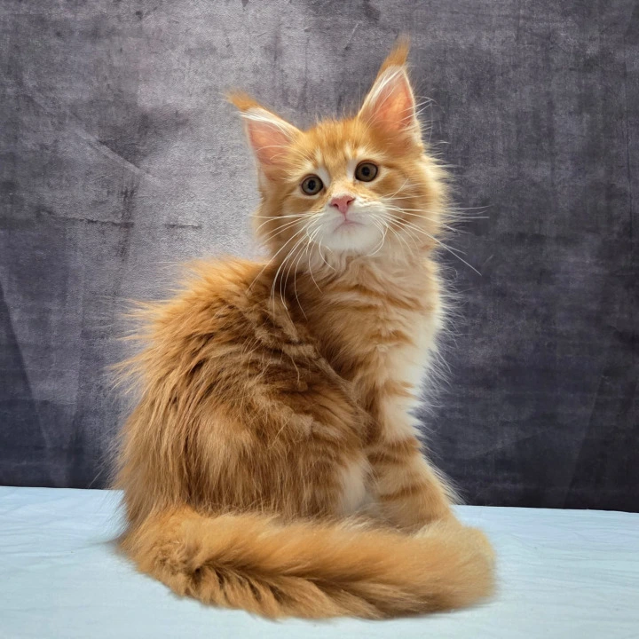 Lesotho Polydactyl Maine Coon Kittens | Large selection of kittens.