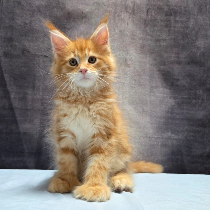 Lesotho Polydactyl Maine Coon Kittens | Large selection of kittens.