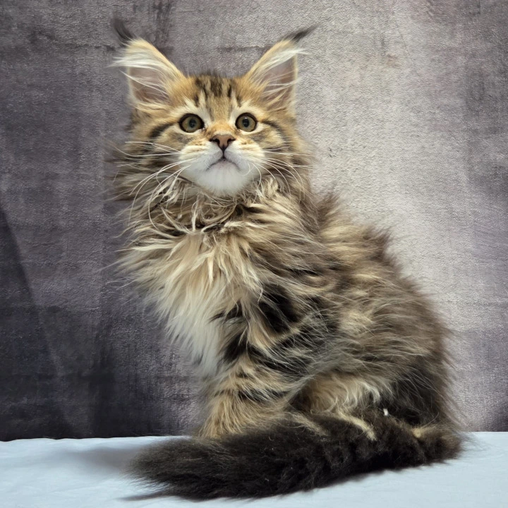 Laos Polydactyl Maine Coon Kittens | Buy a kitten.