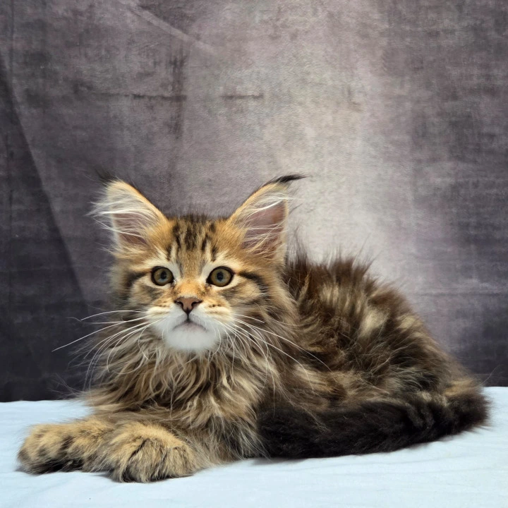 Laos Polydactyl Maine Coon Kittens | Buy a kitten.