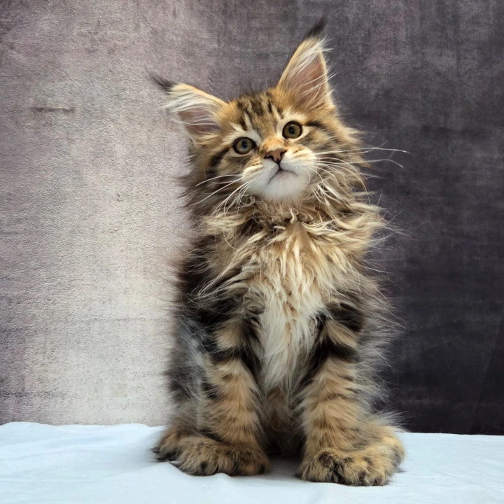 Laos Polydactyl Maine Coon Kittens | Buy a kitten.