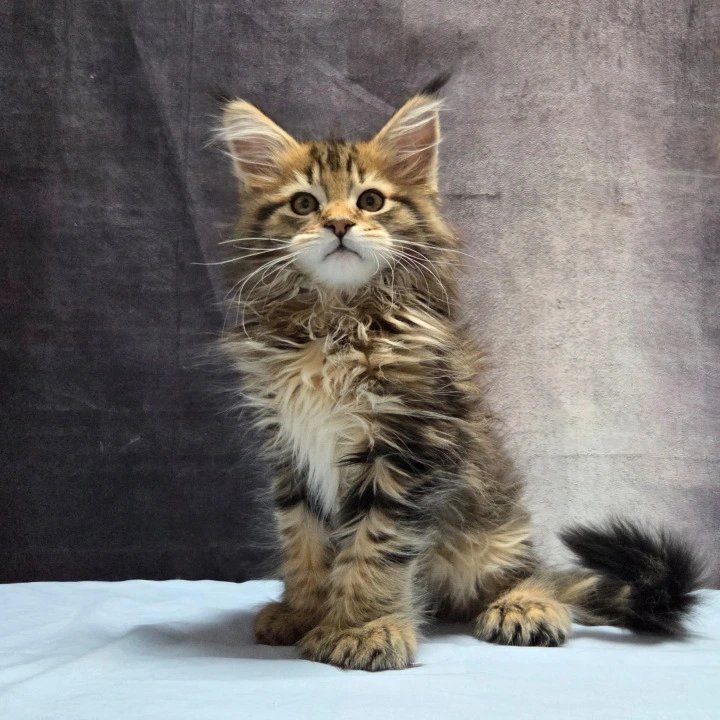 Laos Polydactyl Maine Coon Kittens | Buy a kitten.
